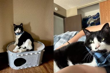 Cat owner shows what her camera roll looks like in video