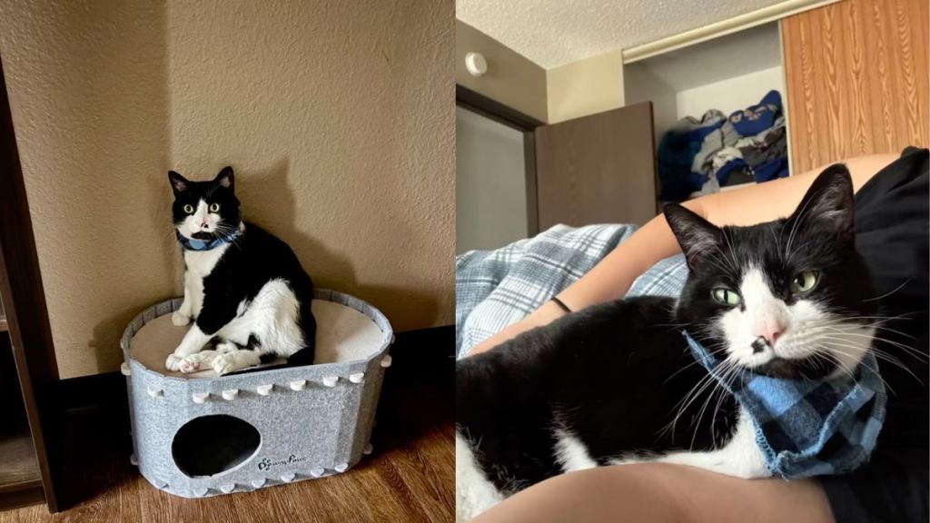 Cat owner shows what her camera roll looks like in video