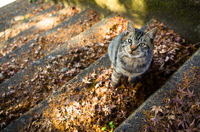 Cats Enjoying The Fall