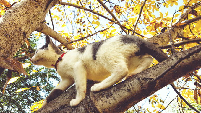 Cats Enjoying The Fall