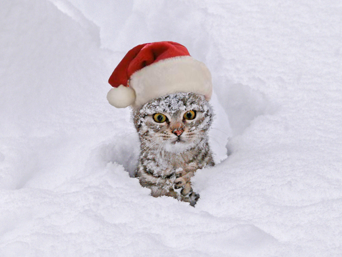 These cats love snow! 