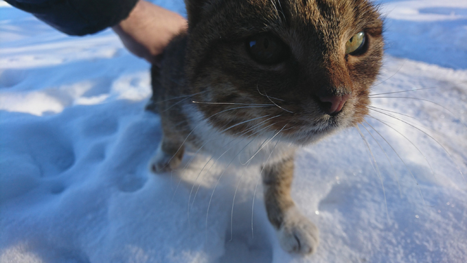 These cats love snow! 