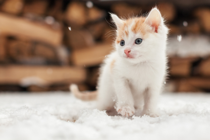 These cats love snow! 