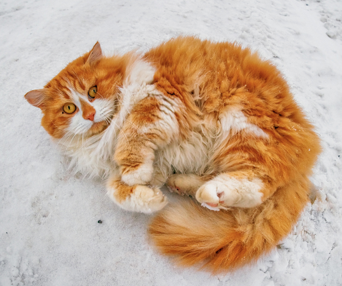 These cats love snow! 