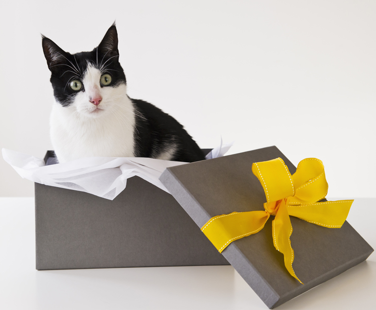 The earth loves recycled presents and so do these cats! 