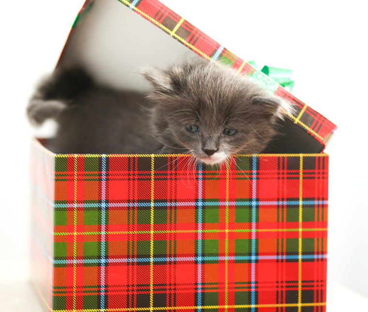 The earth loves recycled presents and so do these cats! 