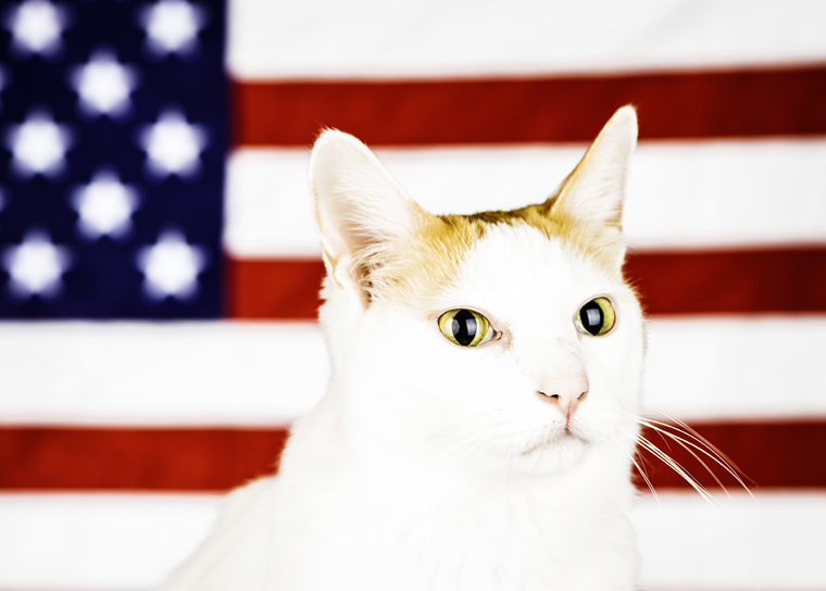 Cats saluting National Pledge of Allegiance Day. Meow!