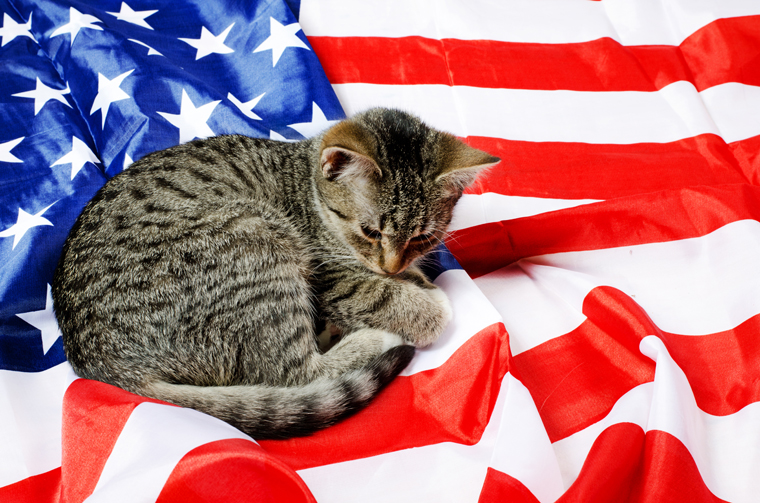 Cats saluting National Pledge of Allegiance Day. Meow!