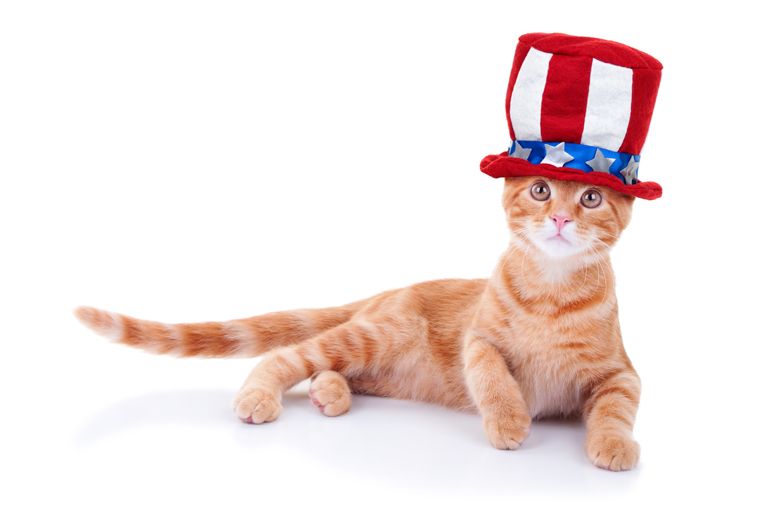 Cats saluting National Pledge of Allegiance Day. Meow!