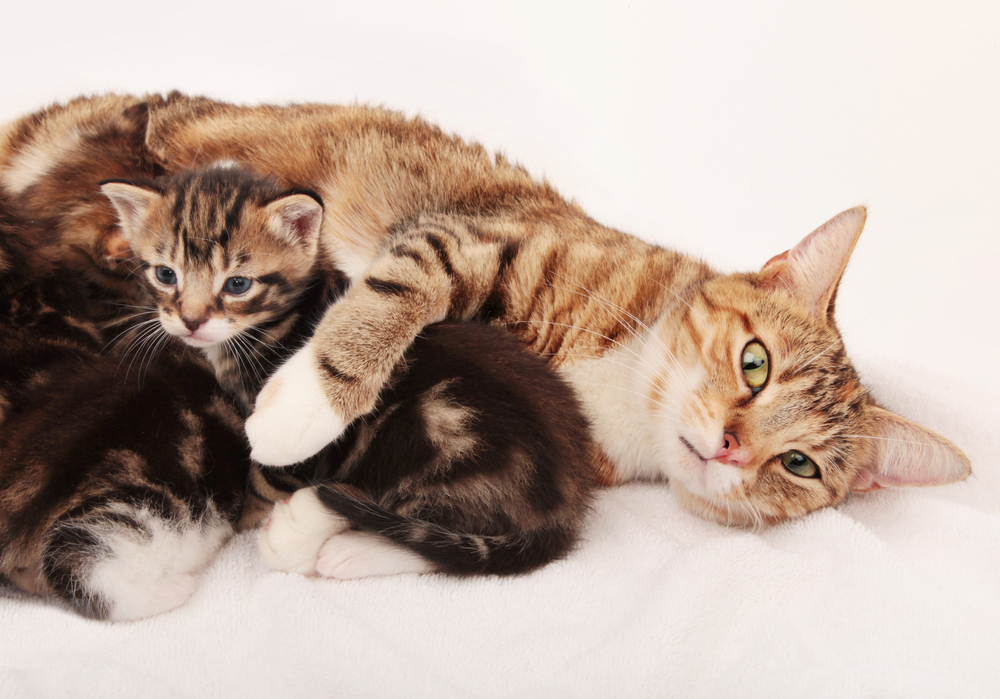 Mother's Day: Cat Moms And Their Kittens