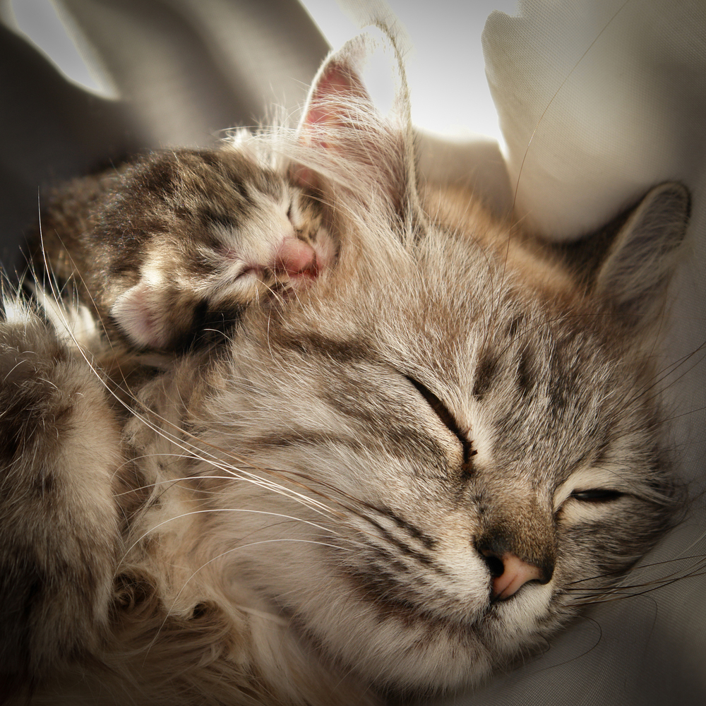 Mother's Day: Cat Moms And Their Kittens