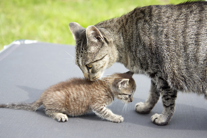 A female cat carries her kittens for about 58 to 65 days before they are born.