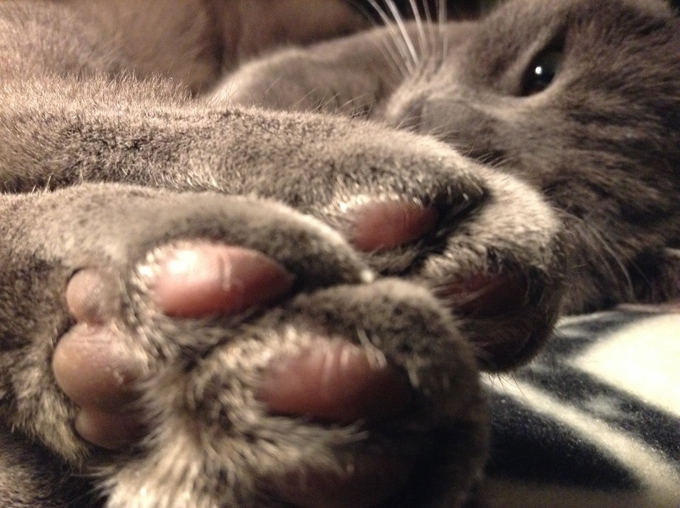 Cats knead with their paws when they are happy.