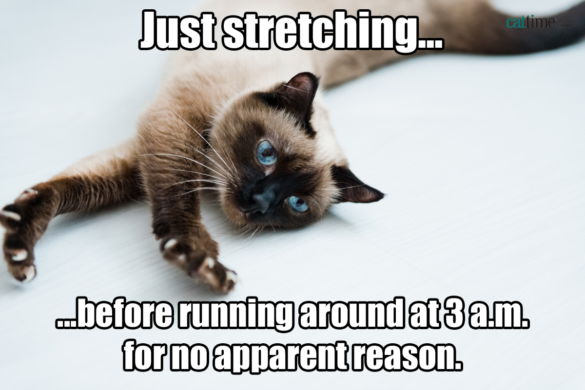 Cat Meme Cat Getting Ready to Run