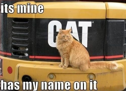 Cat Meme Cat Sitting on Caterpillar Earth Mover