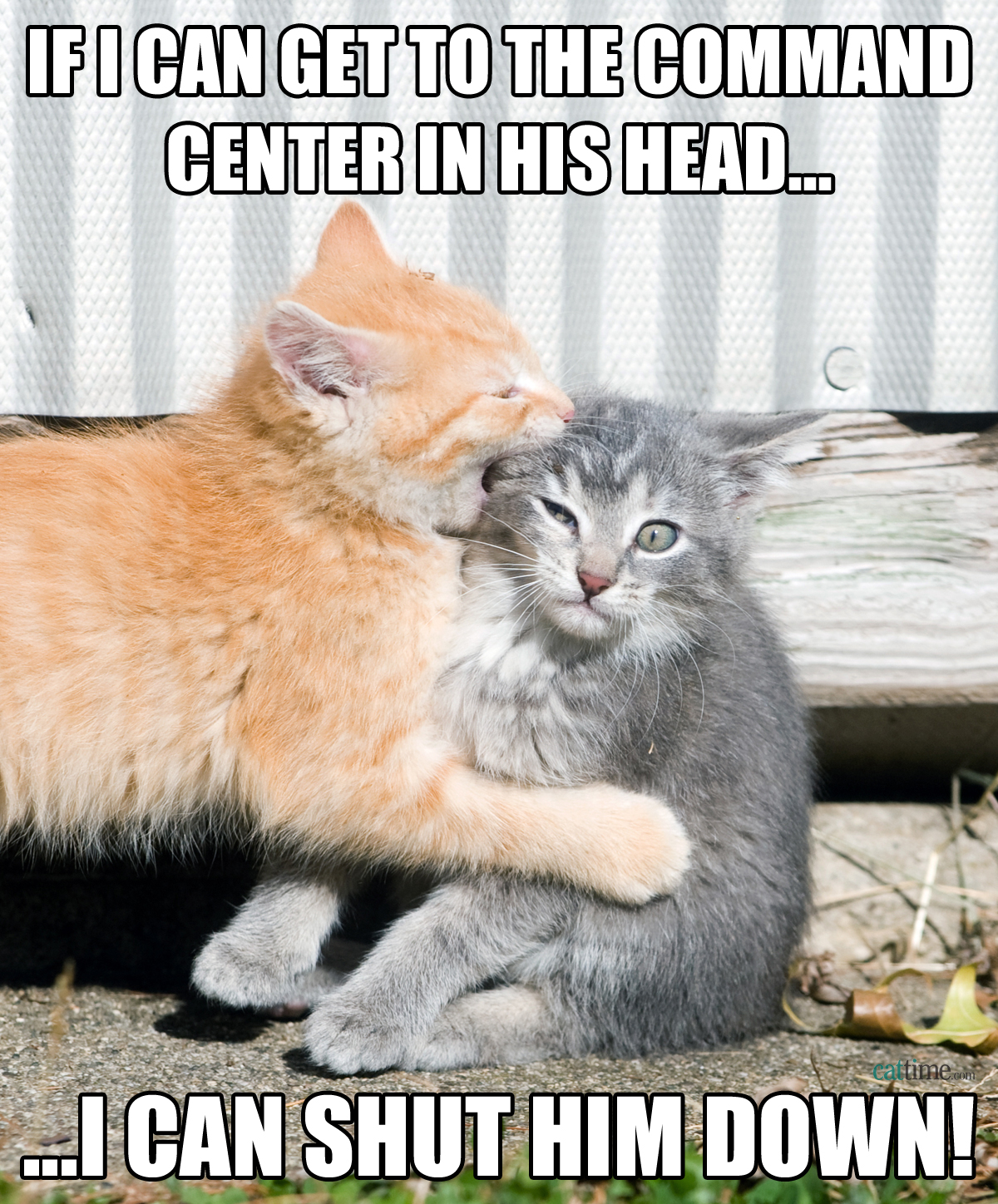 Funny Cat Memes Grab Bag Edition #43