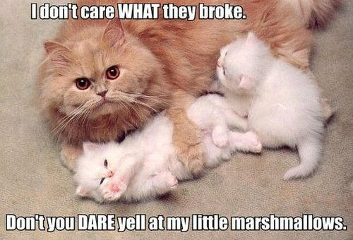 Funny Cat Memes Grab Bag Edition #22