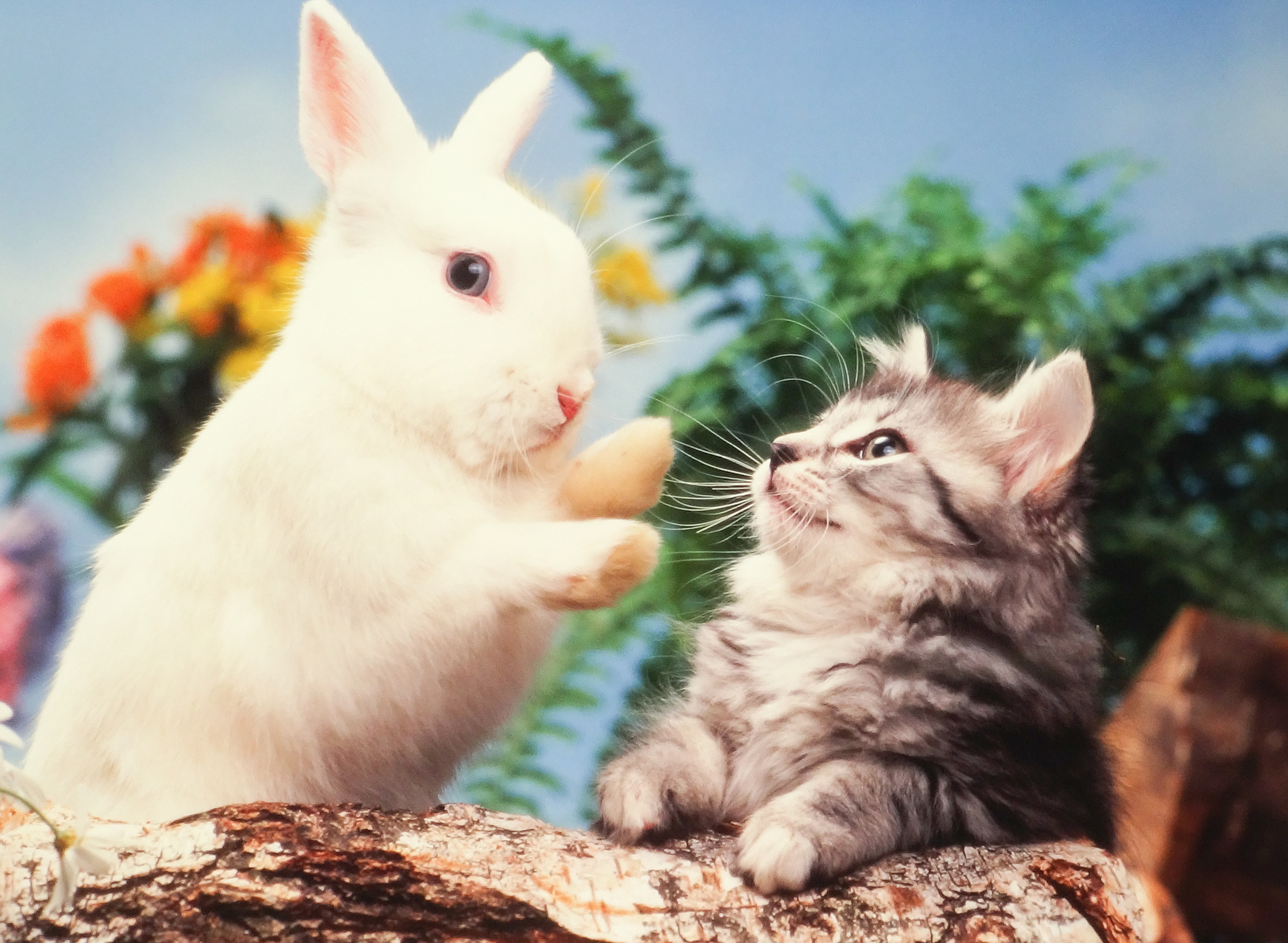 Easter Cat And Kitten Pictures