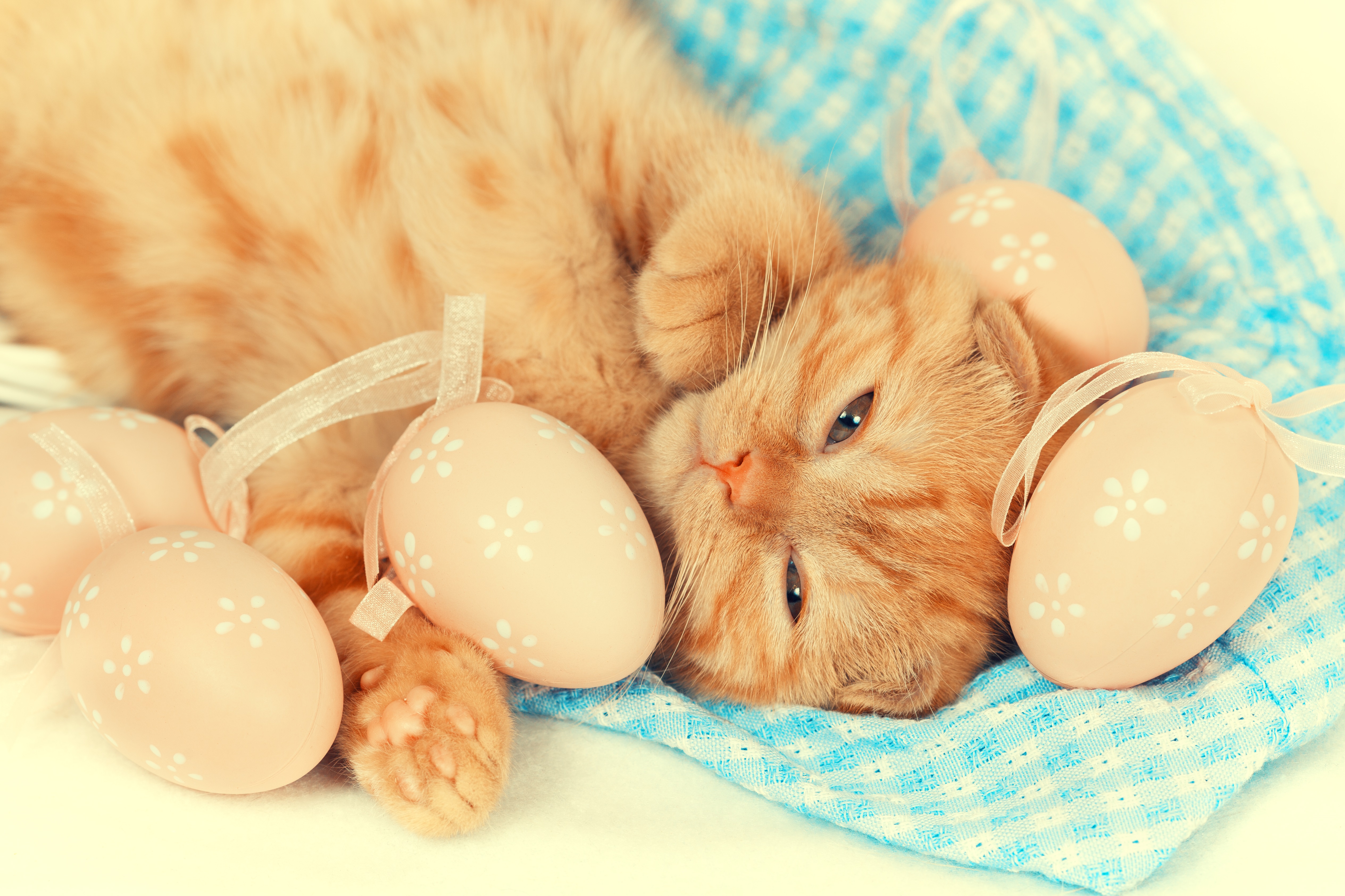 Easter Cat And Kitten Pictures