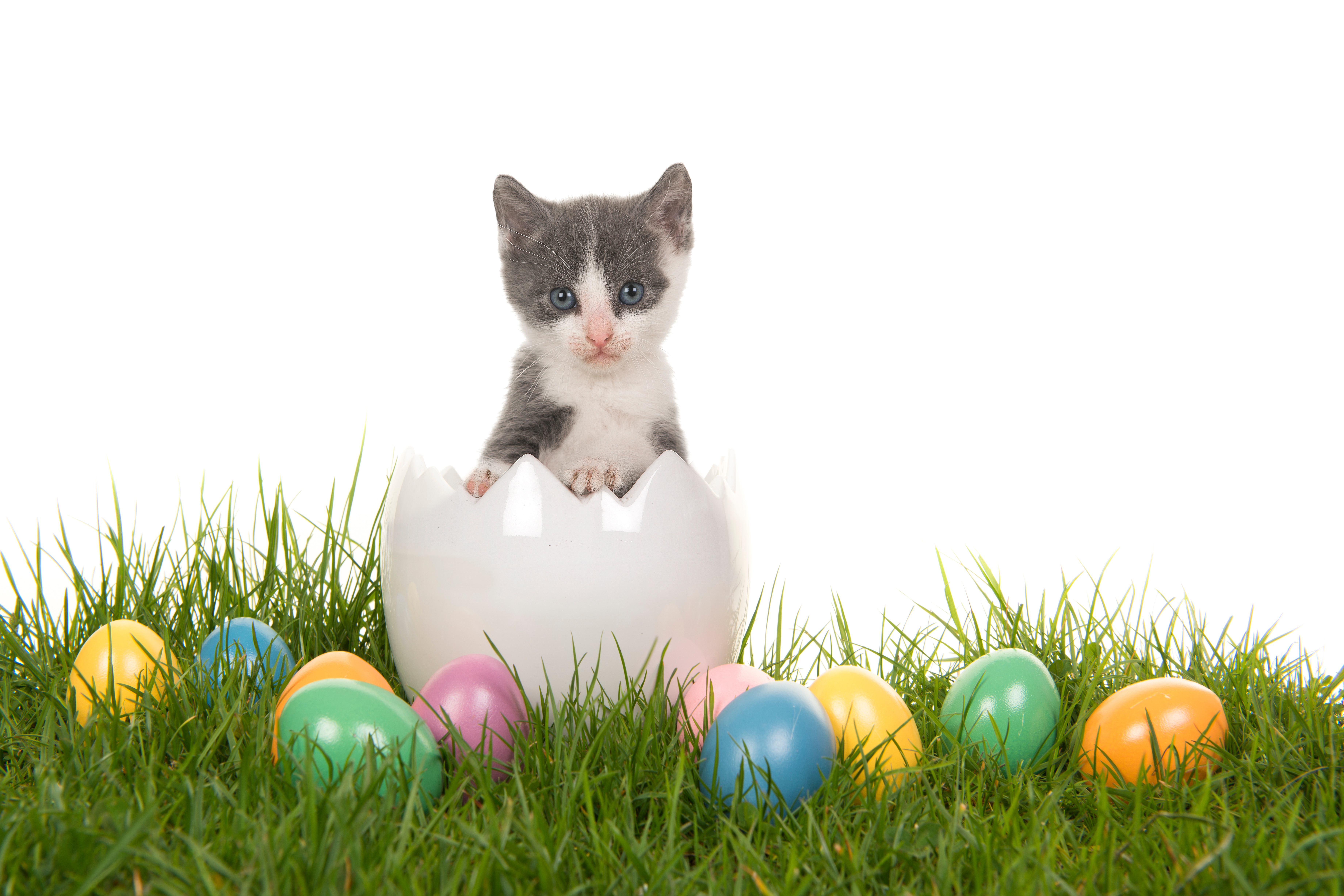 Easter Cat And Kitten Pictures