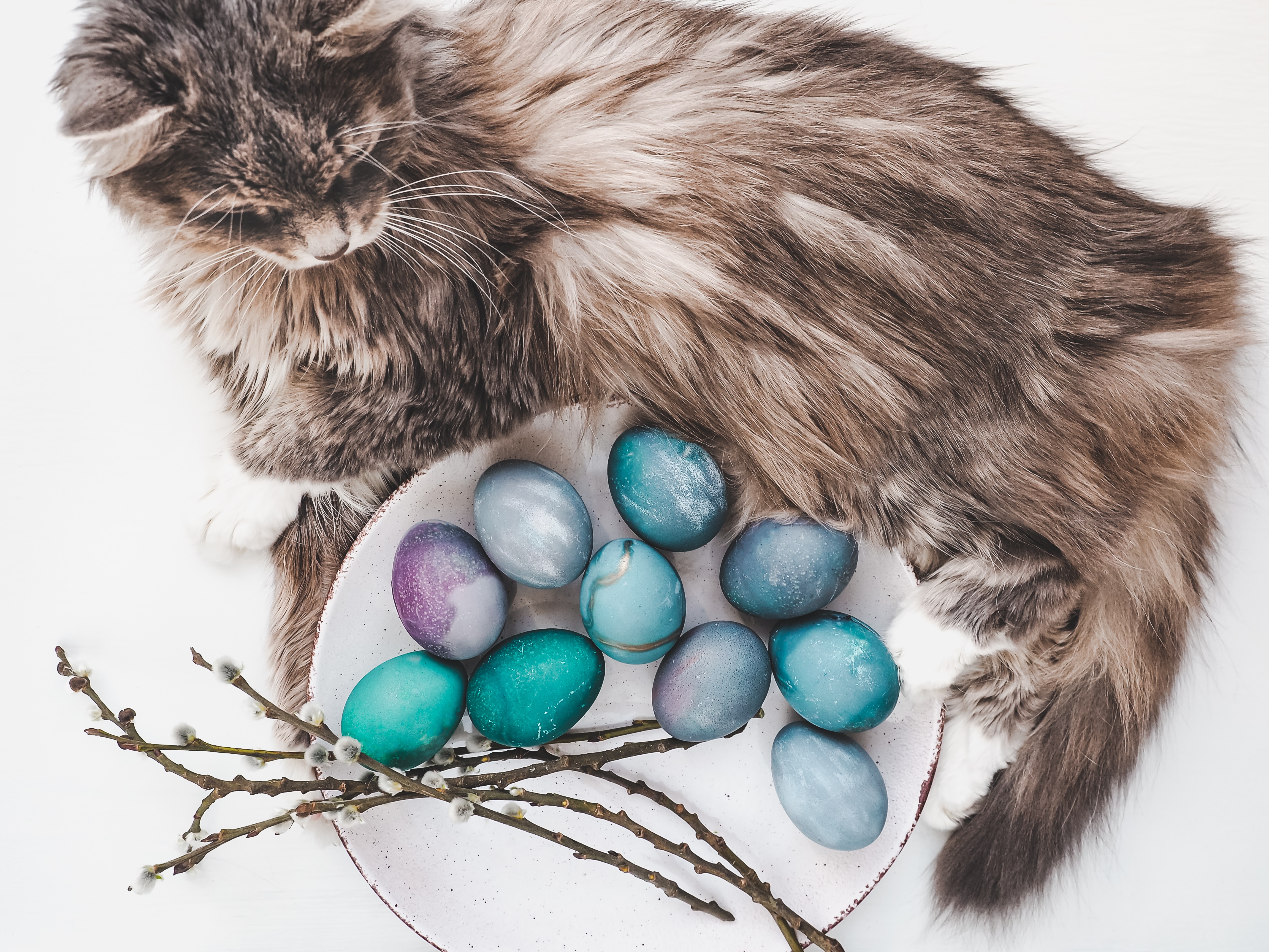 Easter Cat And Kitten Pictures