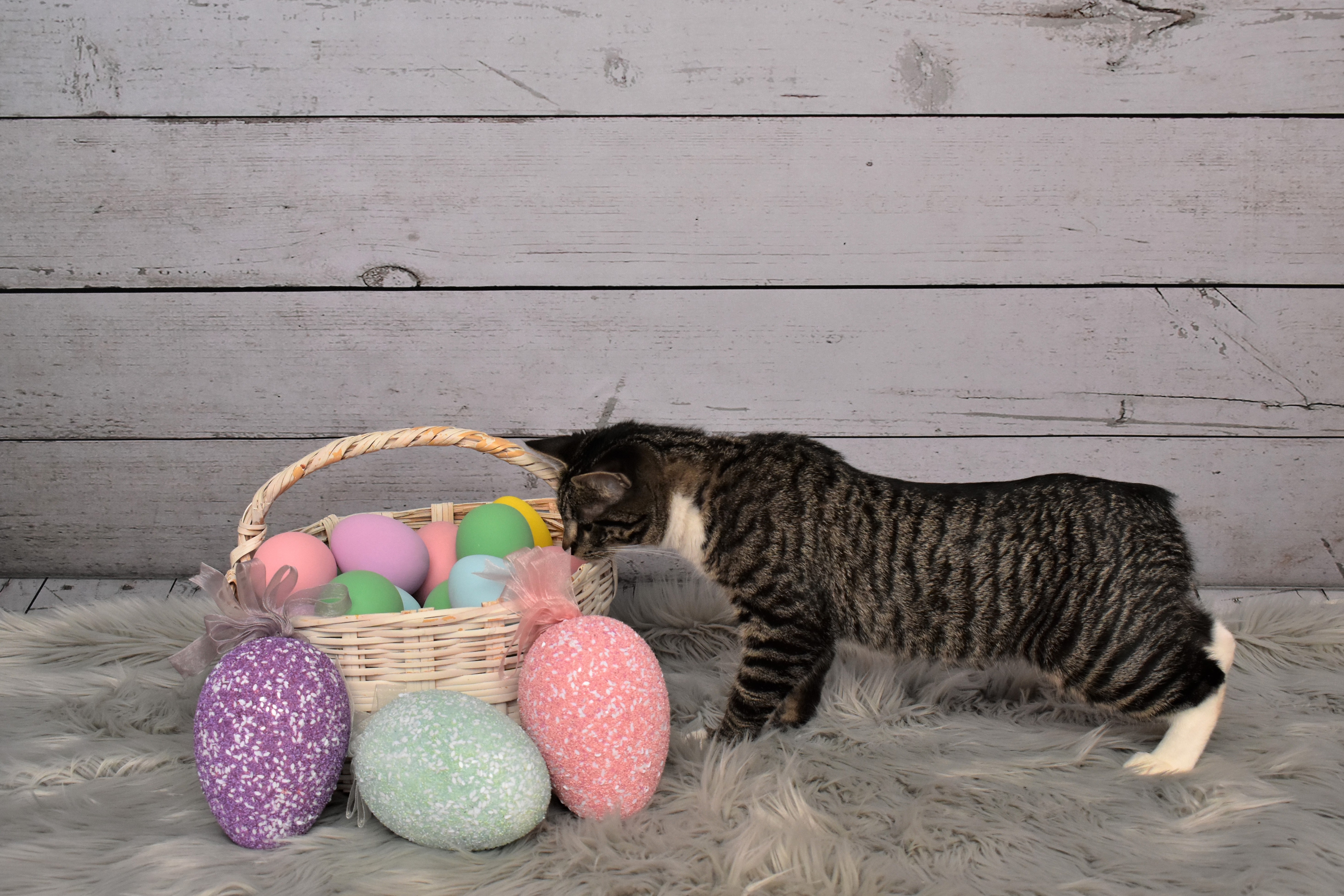 Easter Cat And Kitten Pictures