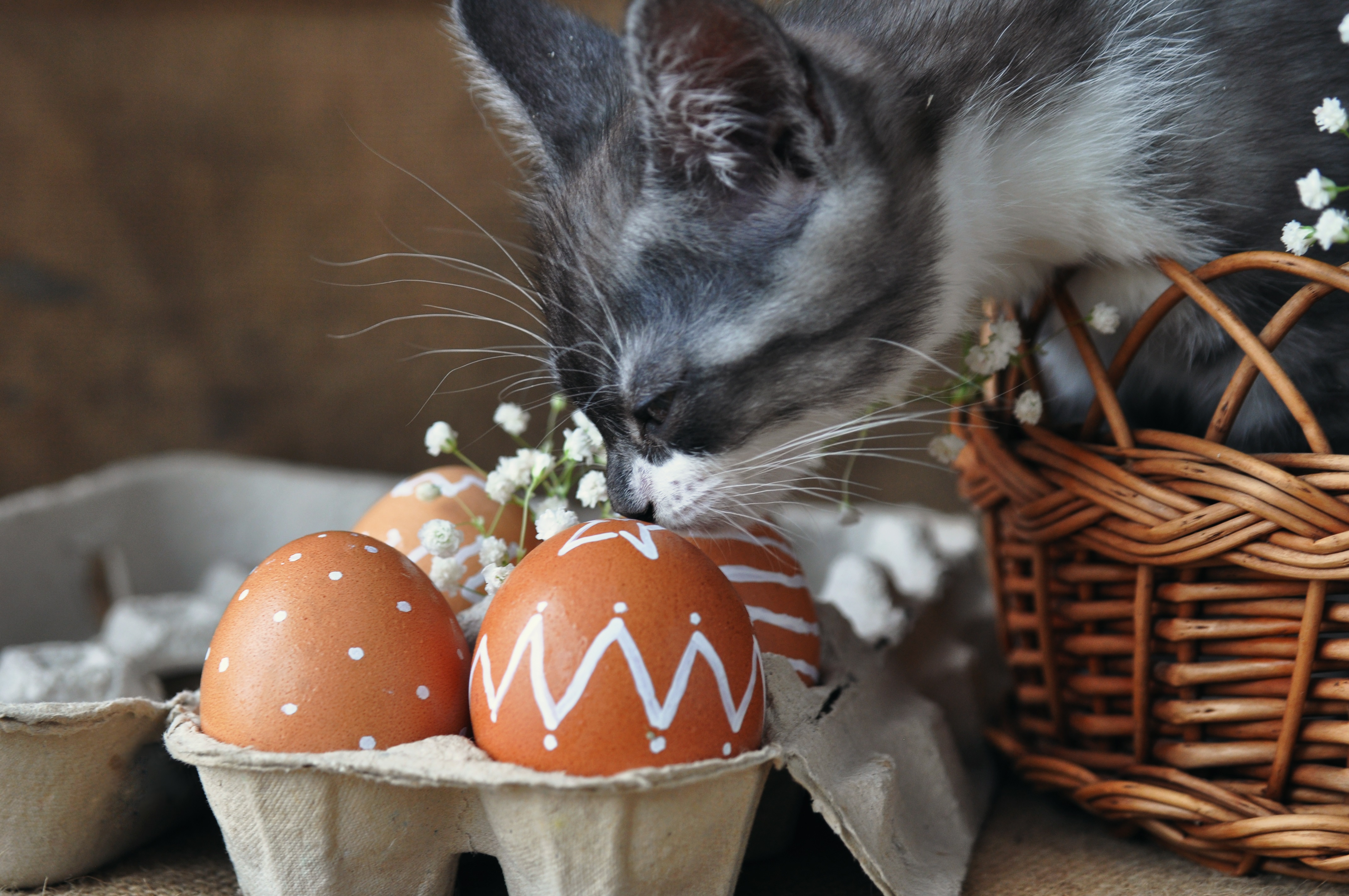 Easter Cat And Kitten Pictures