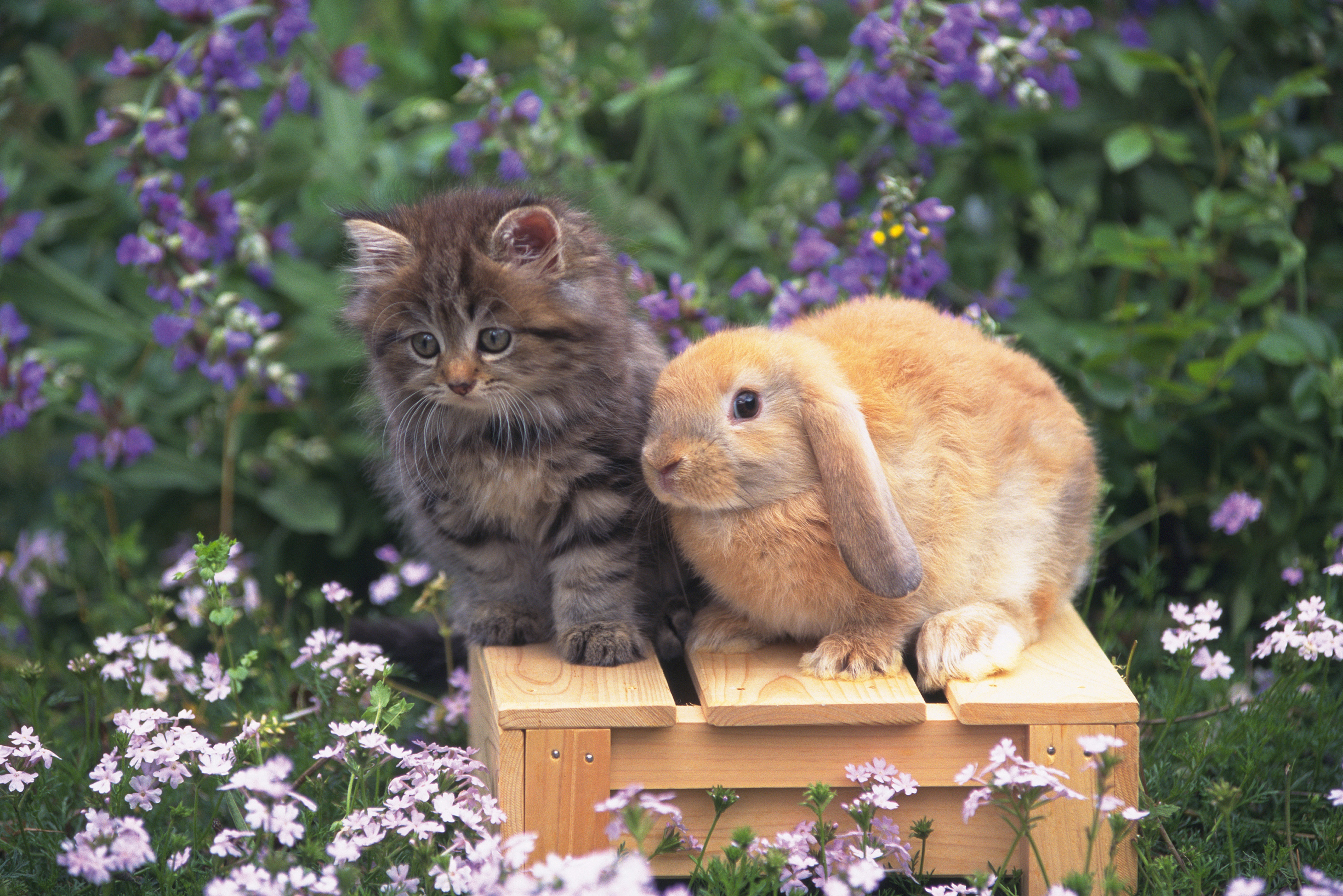 Easter Cat And Kitten Pictures