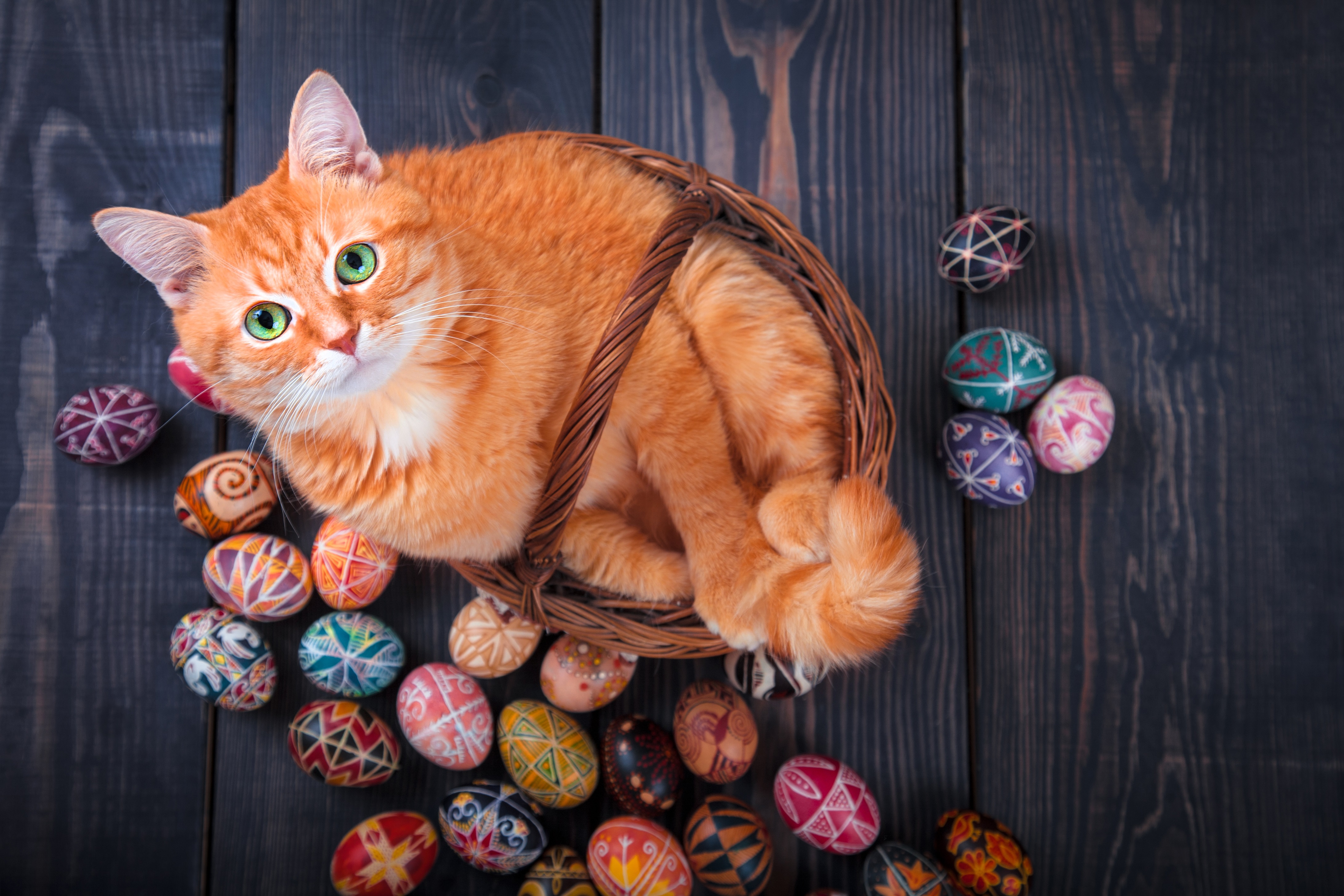 Easter Cat And Kitten Pictures