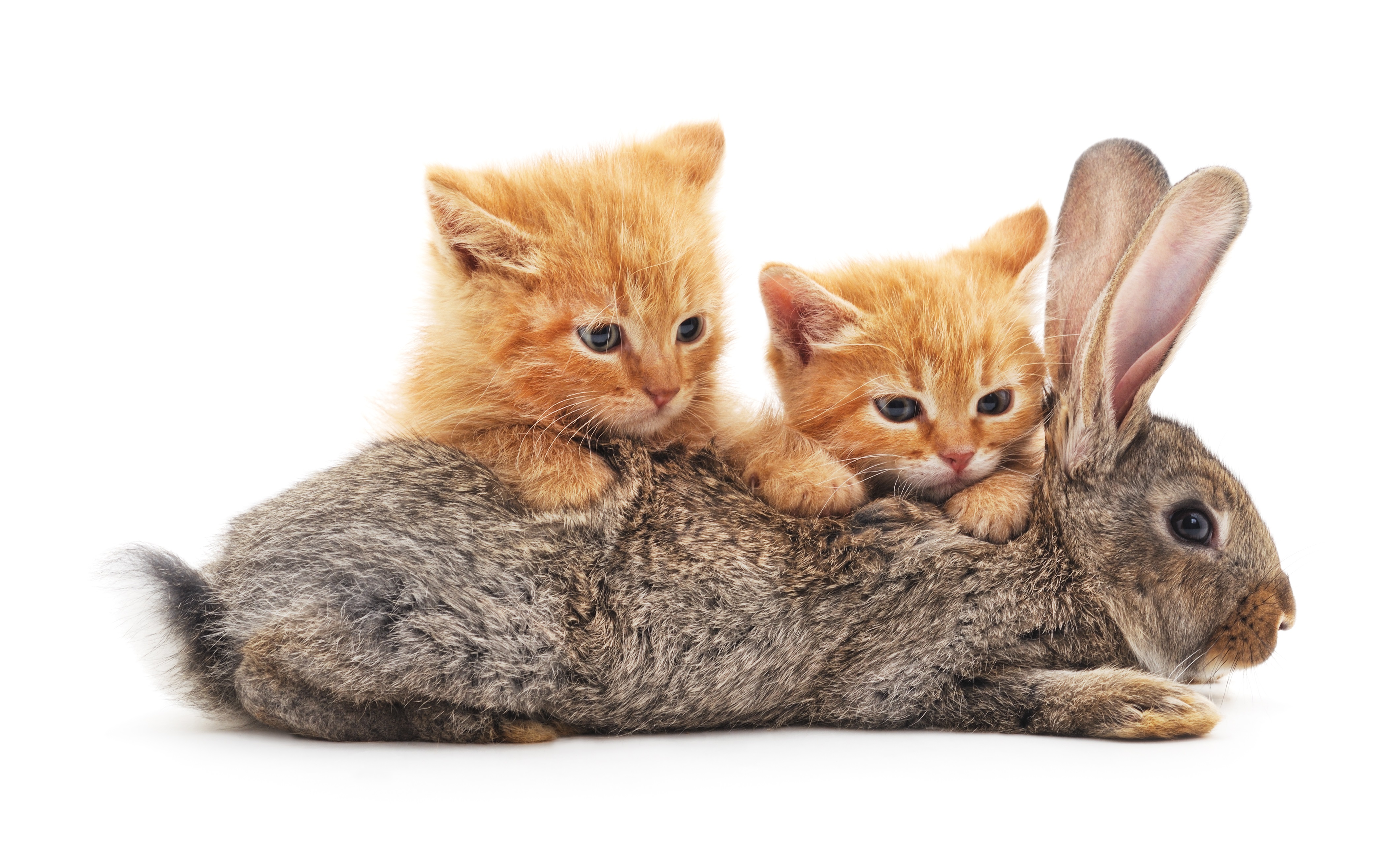 Easter Cat And Kitten Pictures