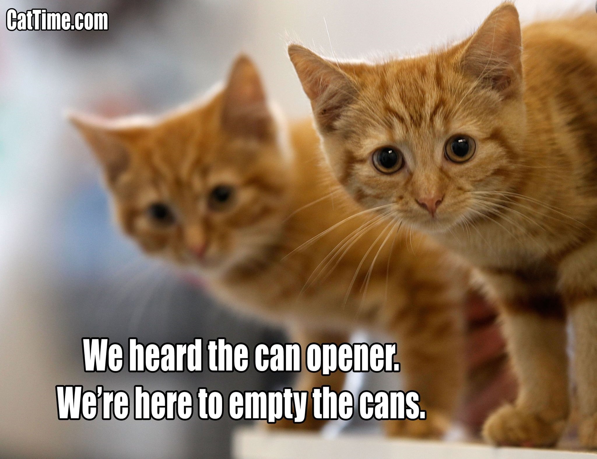 Can Opener