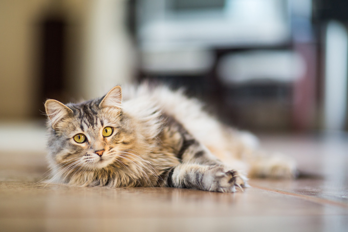 Maine Coon 