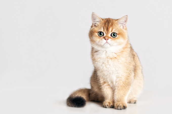 Brittish Shorthair 