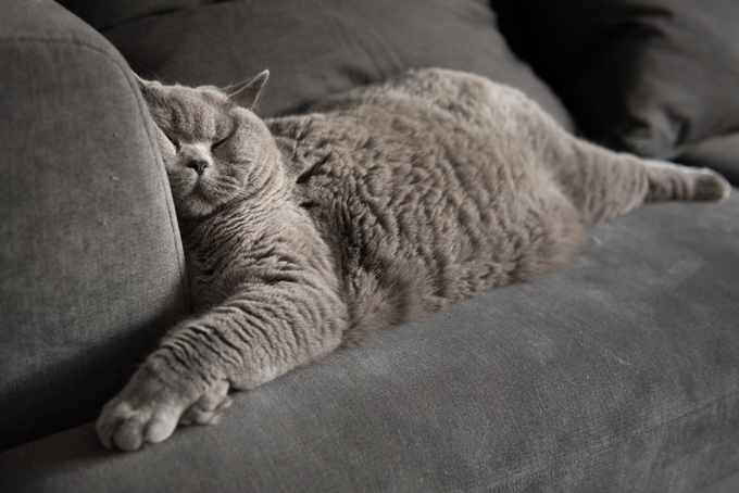 British Shorthair 