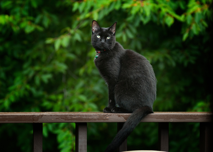 Hanging out on a deck. 