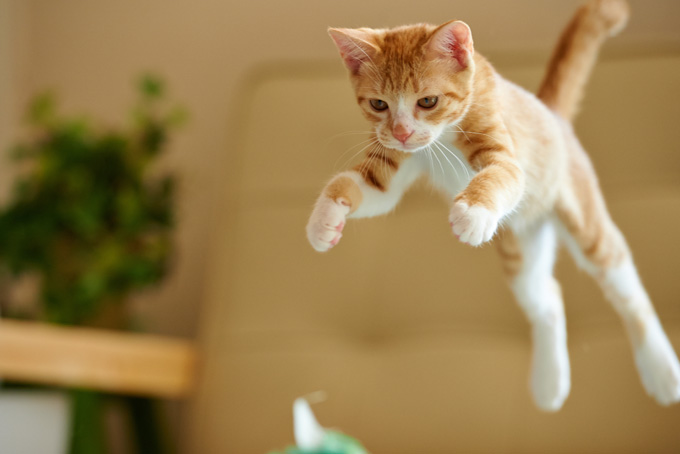 Amazing Cats In Flight Pictures