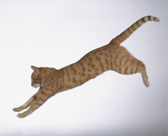 Amazing Cats In Flight Pictures