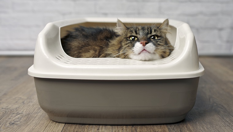 Kitty Litter & Litter Boxes