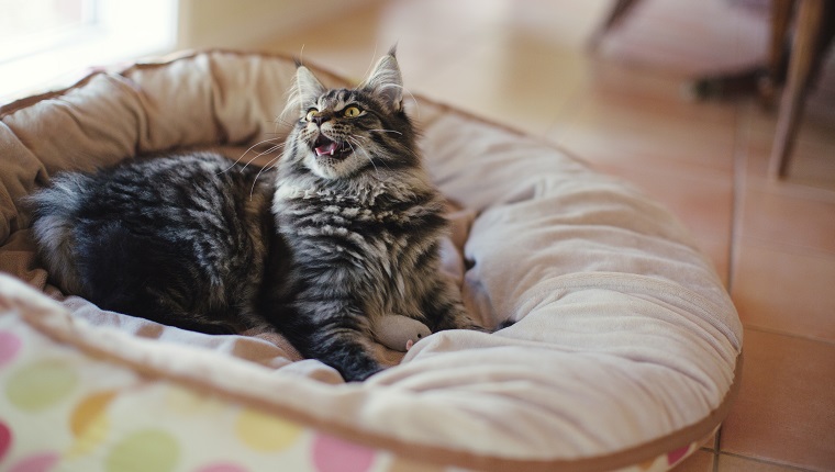 Maine Coon