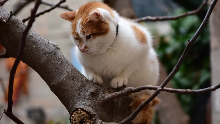 Turkish Van