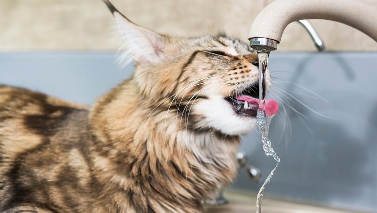 Maine Coon