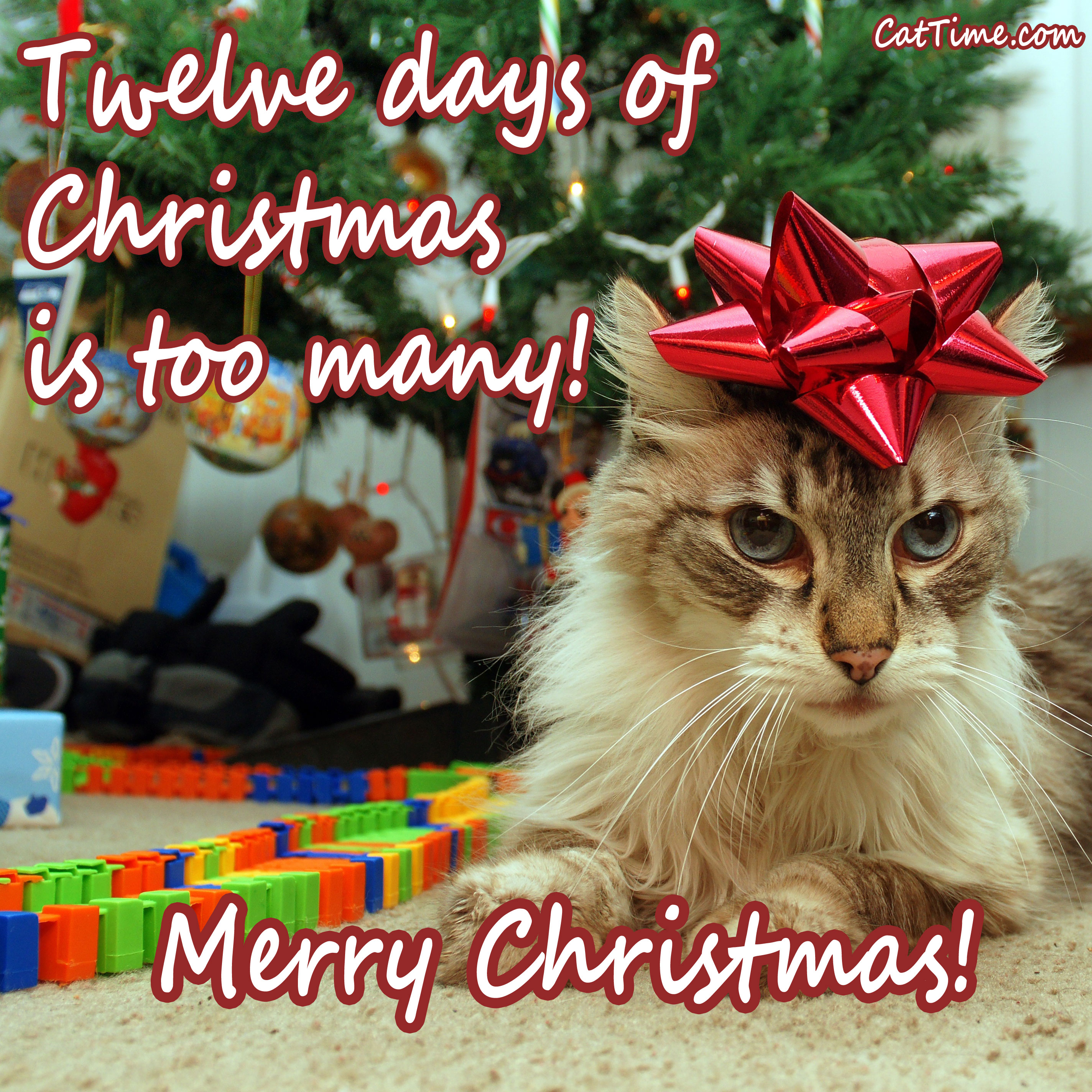 Twelve Days Of Christmas