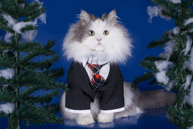 Boss Cat