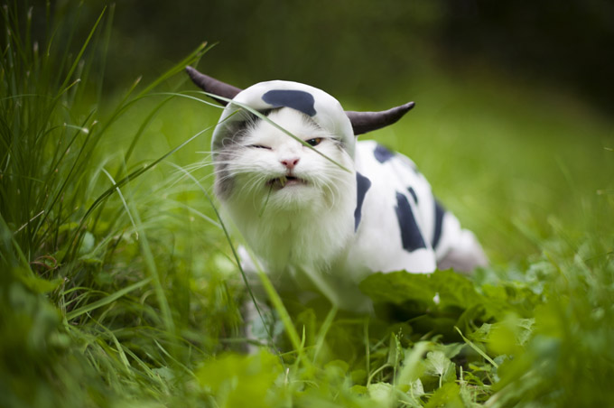 Cow Cat