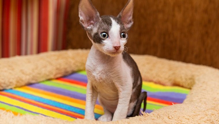 Cornish Rex Cats