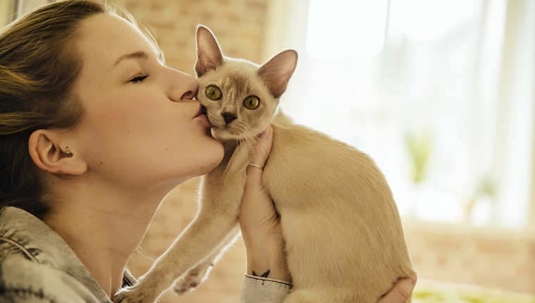 European Burmese