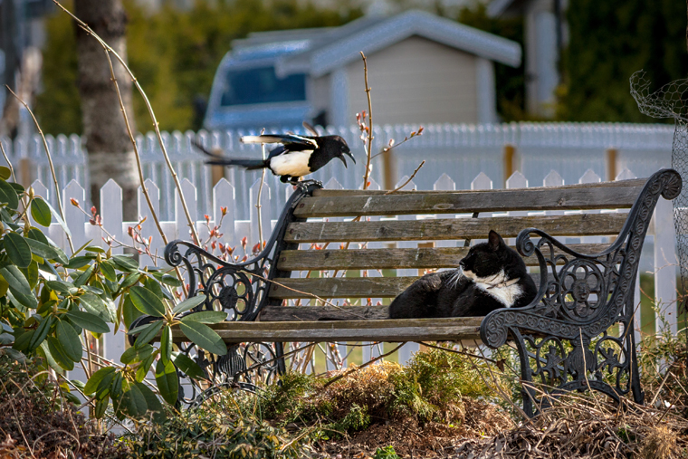 Happy National Bird Day!