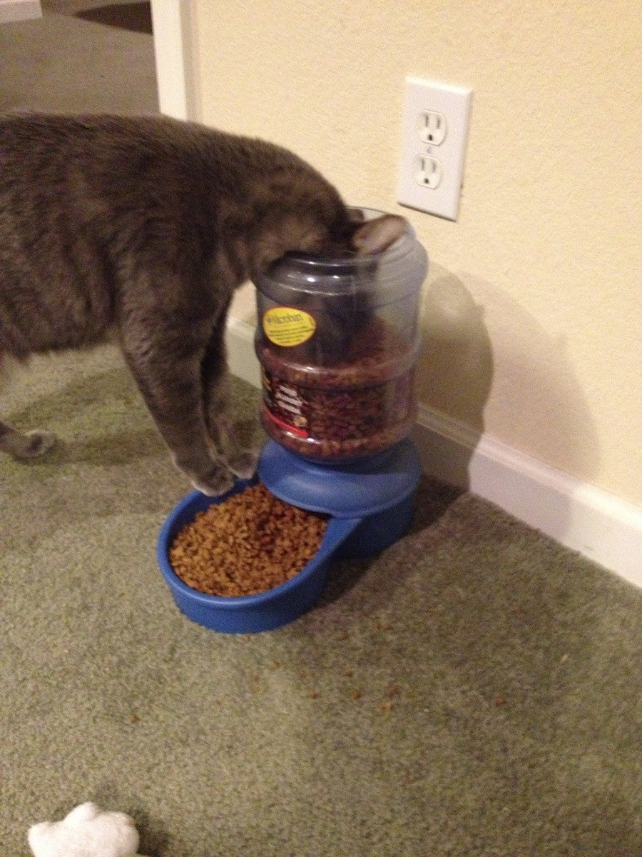 Your food dispenser is weird, human.