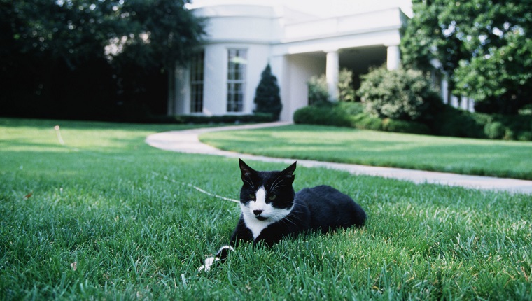 Socks: The Clintons' Cat