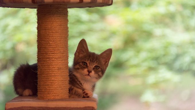 Use The Cat Tree's Levels